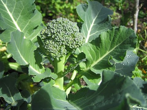 , title : 'Condiciones Apropiadas Para Cultivas Brócoli - TvAgro por Juan Gonzalo Angel'