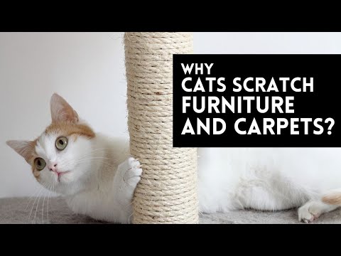Why Cats Scratch Furniture and Carpets | Destructive Feline Scratching - Reasons and Solutions