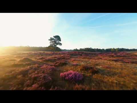 Heather in bloom