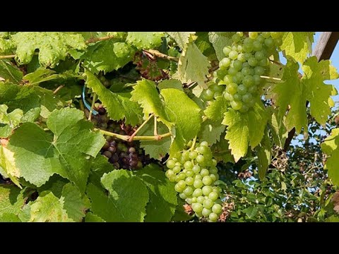 , title : 'COMMENT SEMER DES PÉPINS DE RAISIN 🍇 faire pousser une vigne'