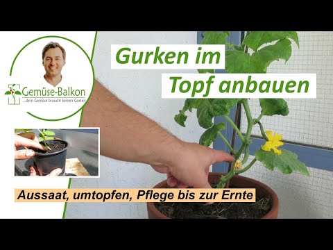 , title : 'Gurken 🥒auf dem Balkon anbauen: Anzucht, Umtopfen, Ausgeizen, Pflege, Düngen vom Samen bis zur Ernte'