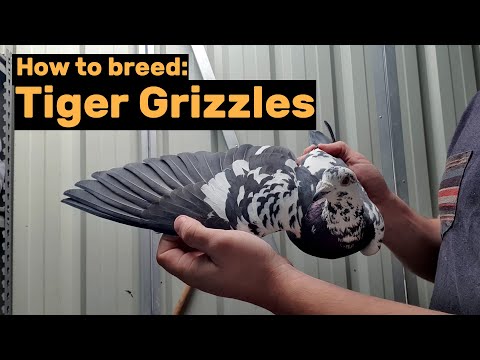 , title : 'How to breed Black Tiger Grizzle Pigeons'