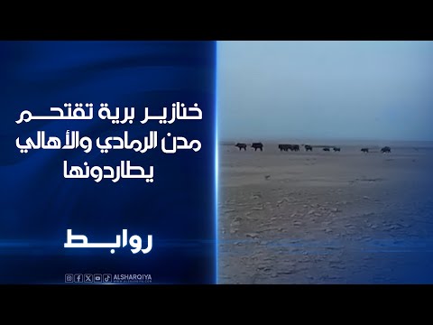فيديو | خنازير برية تقتحم مدن الرمادي والأهالي يطاردونها | روابط
