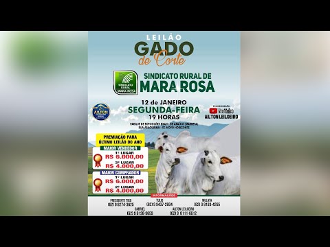 LEILÃO GADO DE CORTE - SINDICATO RURAL DE MARA ROSA 11/01/2026