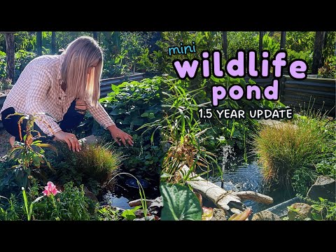 I Built a Mini Wildlife Pond ~ What would i do differently?! 🐸 (1.5 Year Update)