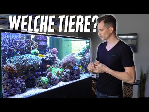 3500 Liter MEERWASSERAQUARIUM - Welche Tiere haben wir? "Fische + Korallen" PlanktonPlus Aquaristik