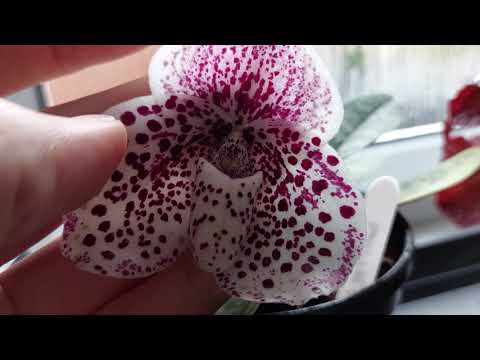 Orchids May 2022 - Terrarium & Windowsill orchids.