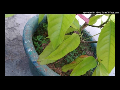 玉蘭花葉子變黃