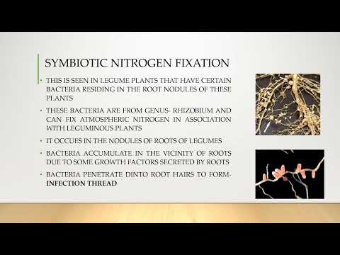 Nitrogen Fixation Part 2 – Types of Nitrogen Fixation