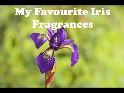 My Favourite Iris Fragrances