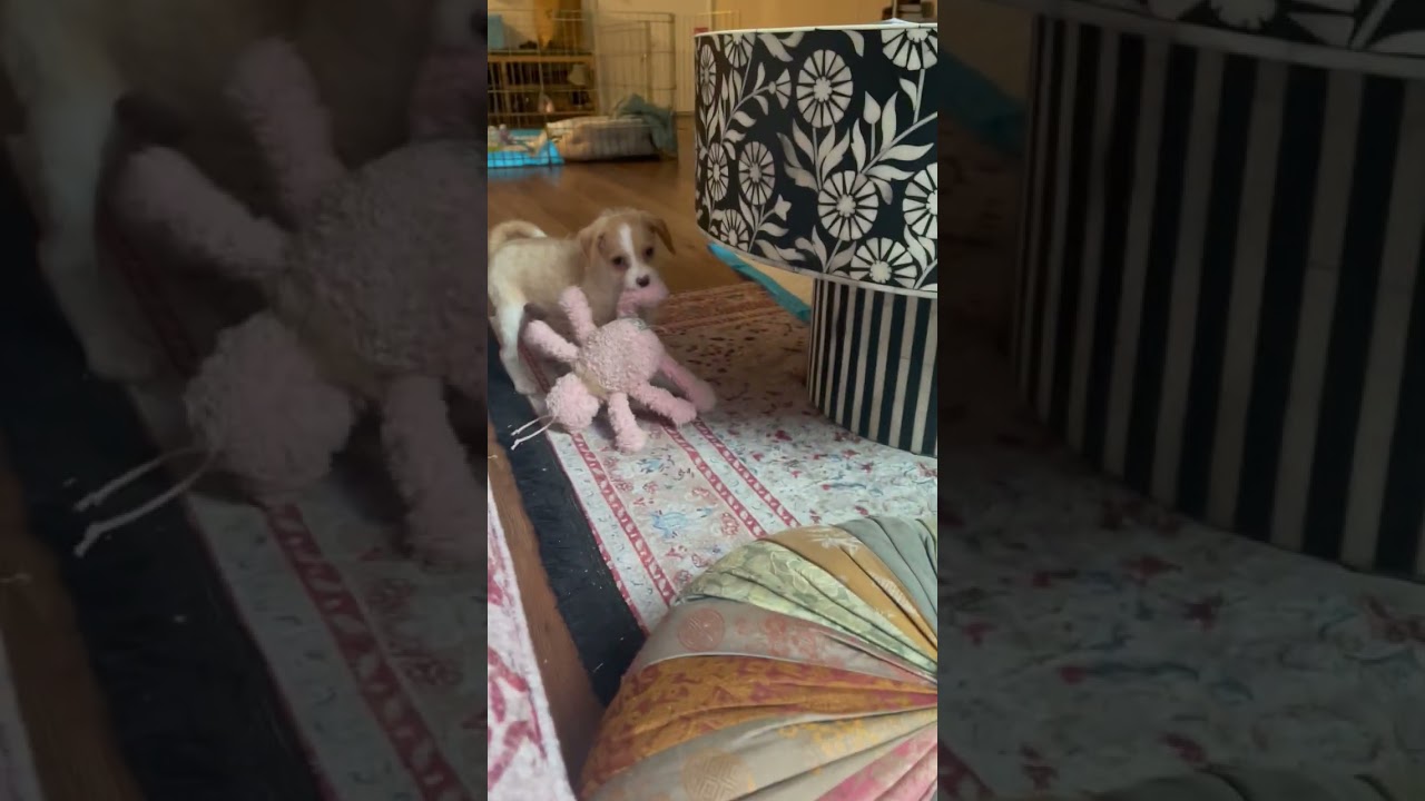 Enlarge Luca, a ADOPTABLE mixed breed in Santa Monica, CA video 4/4