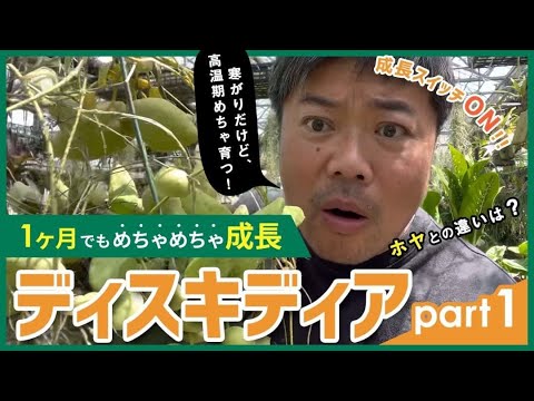 ディプシスについて詳しく解説