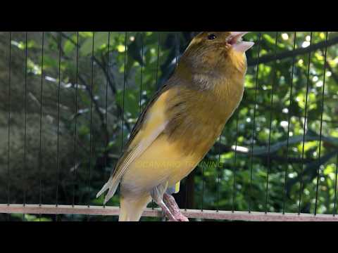 2 horas DE PURO CANTO - CANARIO BELGA CANTANDO MUITO✔ #canário