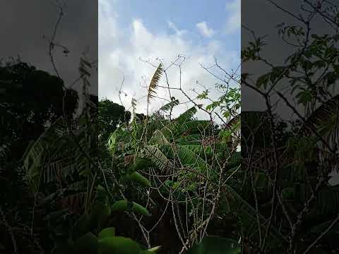 BOM DIA DE BENÇÃOS 🌻 CÉLULA RENASCER MACAMBIRA SERGIPE 🩷 VEM RENASCER 🩷