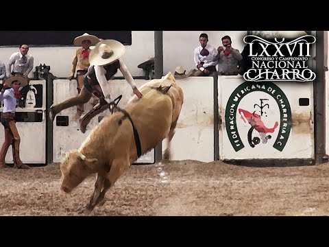 BULL RIDING day 18 (quarterfinals) - Aguascalientes Congress 2021
