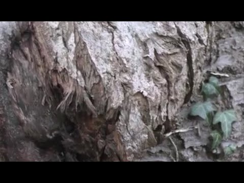 RAAD-VIDEO Lemelerveld [13] Hoeveel seconden moet u bomen?