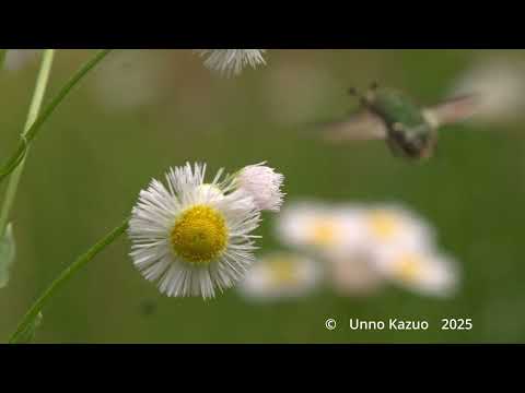 コアオハナムグリの飛翔　33倍スローモーション