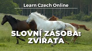 Slovíčka: Zvířata (A2+)
