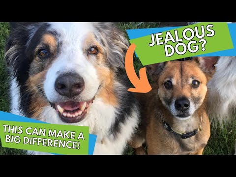 Jealous Dog? Make a BIG difference by doing this!