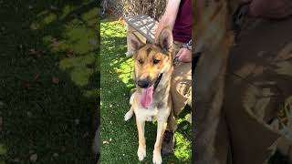 Video preview image #1 German Shepherd Dog Puppy For Sale in Pasadena, CA, USA