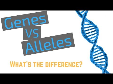 Genes vs Alleles