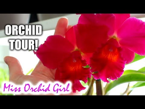 , title : 'All my Orchids in bloom or spike - Join me on an Orchid tour!