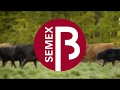 Introducing Semex Beef