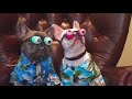 Funniest French Bulldogs 🤣 | BEST Compilation 2023