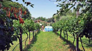 preview picture of video 'Agriturismo Gardenali - Volta Mantovana - Lago di Garda Lake Gardasee'
