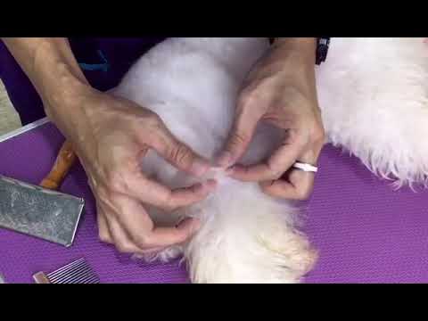 【威廉小贴士】狗狗梳毛，拆结，洗澡过程教学 （第二段）