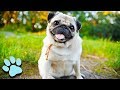 30 Talking Pugs Try Not To Laugh Challenge