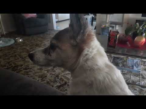 this lawnmower business has Alvin on RED ALERT