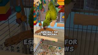 Great Green Macaw Made a Huge Mess!