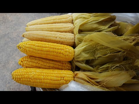 Factory workers life, Cambodian street food lunch in the rain, cheap and mouthwatering street food