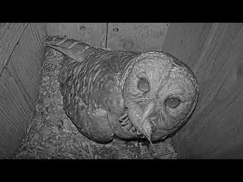 Big Crayfish Swallowed Whole After Morning Delivery At Barred Owl Nest – March 25, 2025