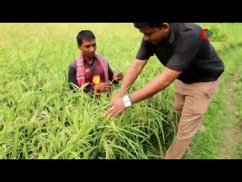 নেক ব্লাস্ট-ধানের নতুন আতংক- Rice blast and control measures ..