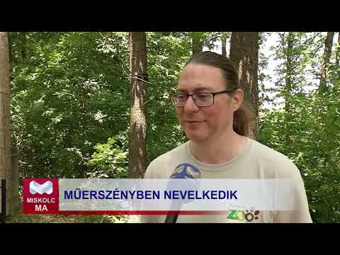 Videó előnézet