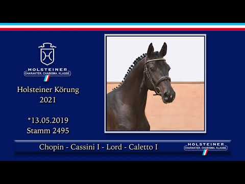 Holsteiner Körlot 2021 | Nr. 19 v. Chopin - Cassini I - Lord - Caletto I