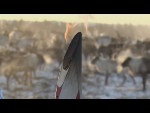 オリンピックの聖火は、トナカイを満たすためにツンドラへの旅を取る (Olympic torch takes a trip to the tundra to meet reindeers)