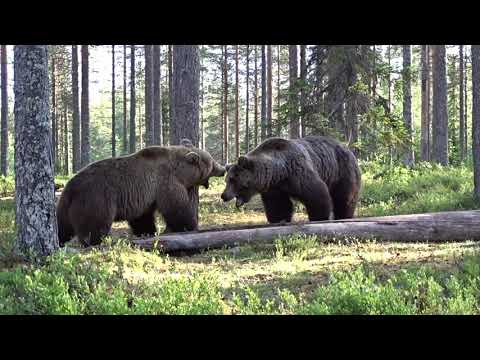 Epic Bear Fight!