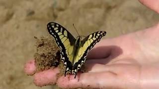 Amedeo Minghi   - La farfalla - 1991