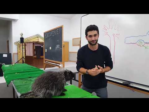 Porcupines  All You Need To know
