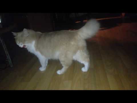 ✔кошка сьела мяч. ночные_снайперы.