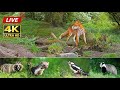 Wildlife In The Forest 4K | With Natural Sound | Fox, Badger, Deer, Marten, Birds - By Morten Hilmer