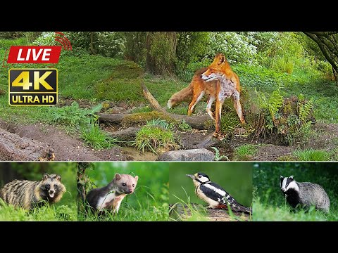 Wildlife In The Forest 4K | With Natural Sound | Fox, Badger, Deer, Marten, Bird – By Morten Hilmer©