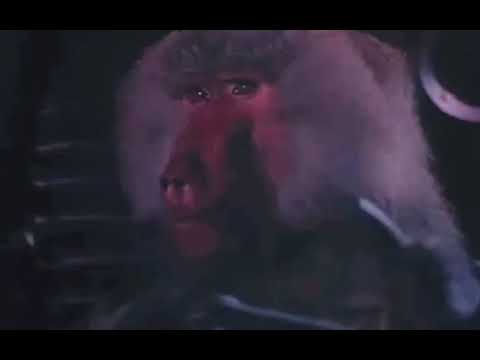 Babuino manejando un blindado - The Order of the Black Eagle (1987)
