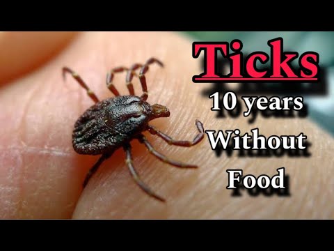 Ticks : The ultimate survivor ! How can ticks survive without food and water so long ?