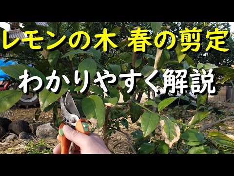 園芸 レモンの木の剪定はいつ、どのように行うのですか?