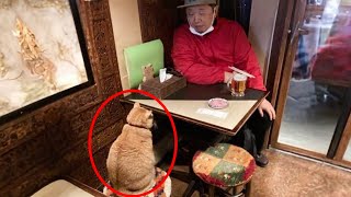 When your cat has a serious conversation with you | Funny Cat and Human 😂