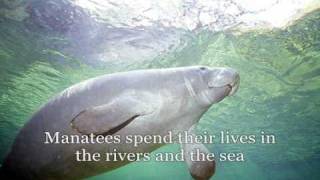 Sing About the Manatee
